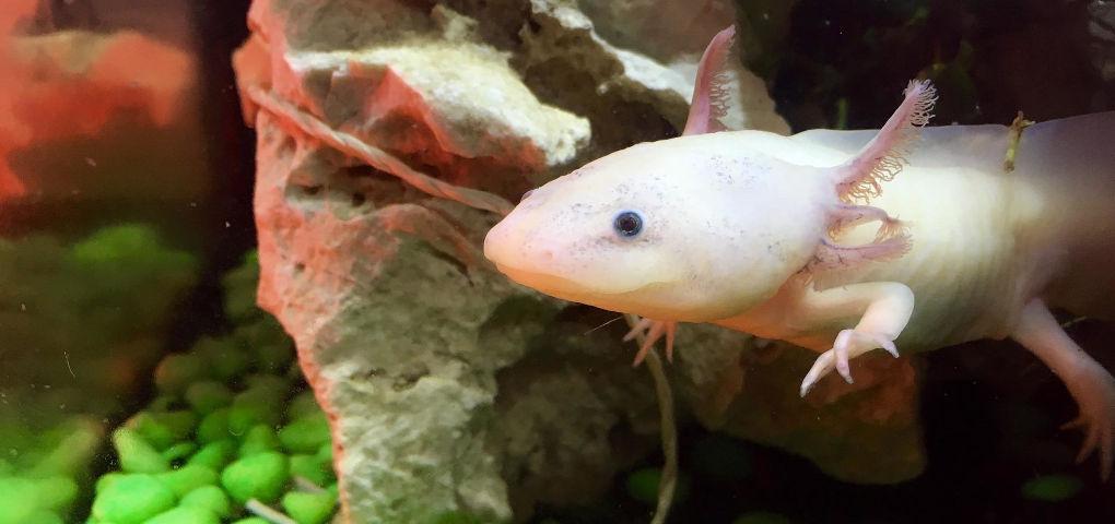 Axolotl vodní dráček