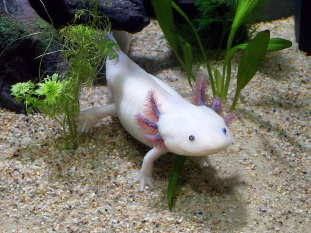 Axolotl vodní dráček