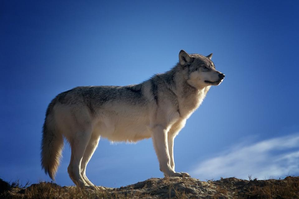 Ohrozene druhy zvirat v cr? vlk