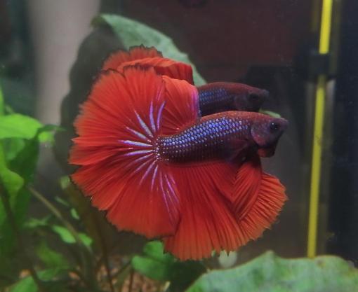 Bojovnice pestrá - Betta splendens